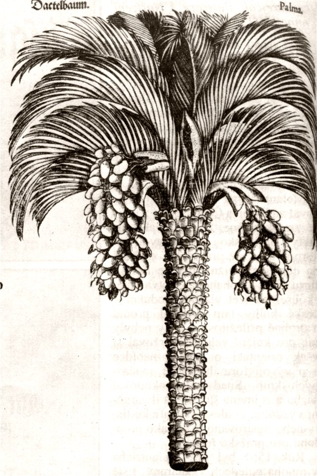 Melantrich36