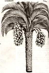 Melantrich36
