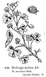 Medicago arabica—Illustrations of the British Flora (1924)