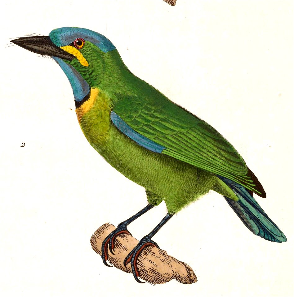 Megalaima australis australis 1838