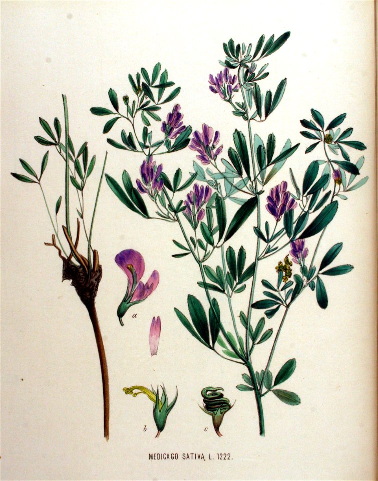 Medicago sativa — Flora Batava — Volume v16