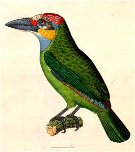 Megalaima chrysopogon 1838