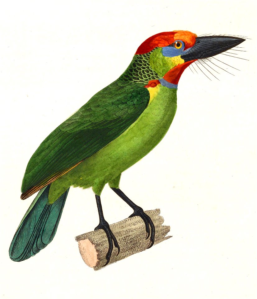 Megalaima mystacophanos 1838