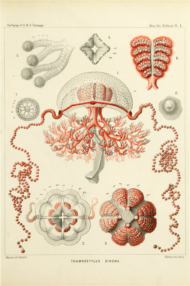 Medusae Plate 01