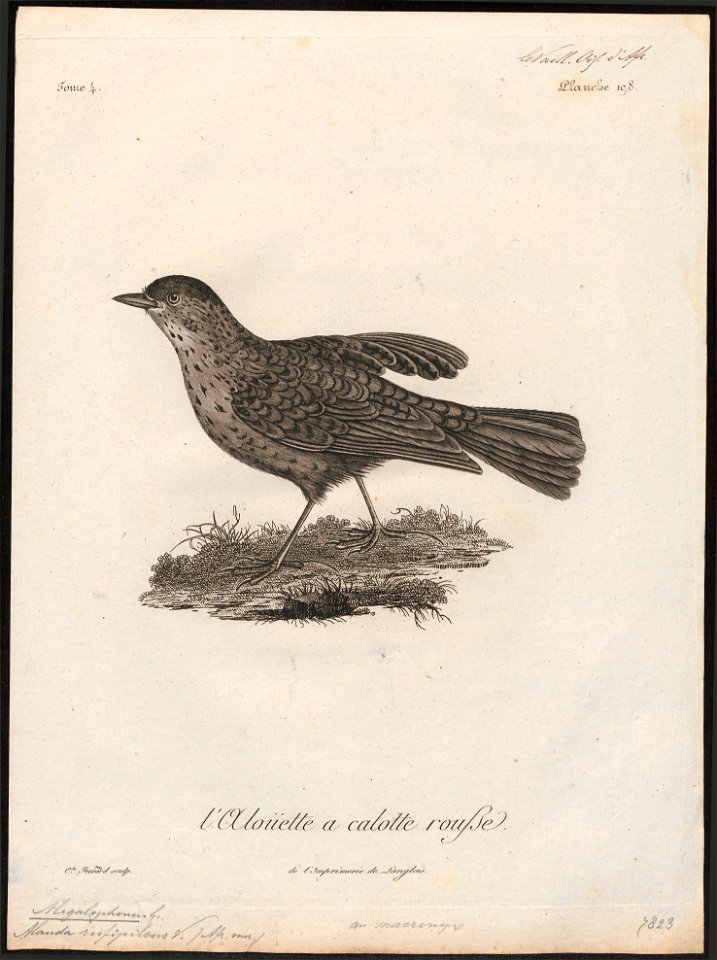 Megalophonus rufipileus - 1796-1808 - Print - Iconographia Zoologica - Special Collections University of Amsterdam - UBA01 IZ16100385