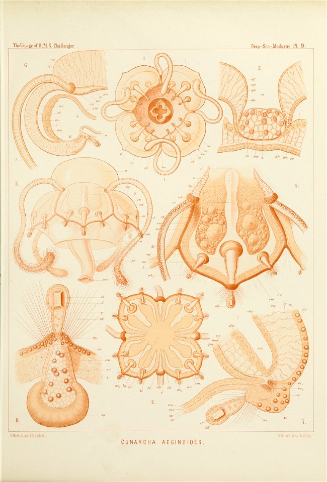 Medusae Plate 09