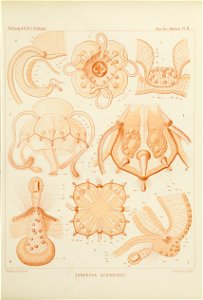 Medusae Plate 09