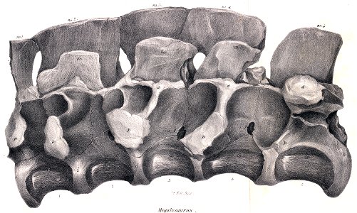 Megalosaurus sacrum