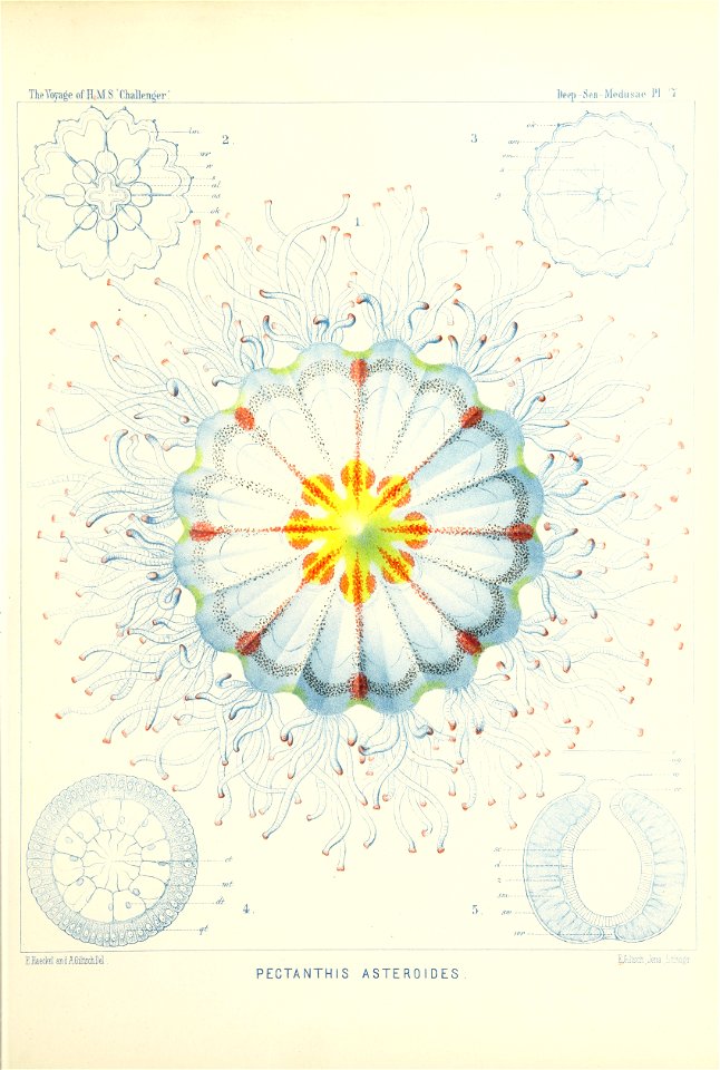 Medusae Plate 07
