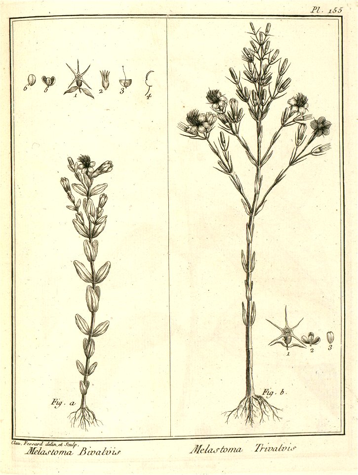 Melastoma a. bivalvis b. trivalvis Aublet 1775 pl 155