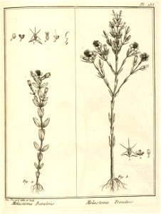 Melastoma a. bivalvis b. trivalvis Aublet 1775 pl 155