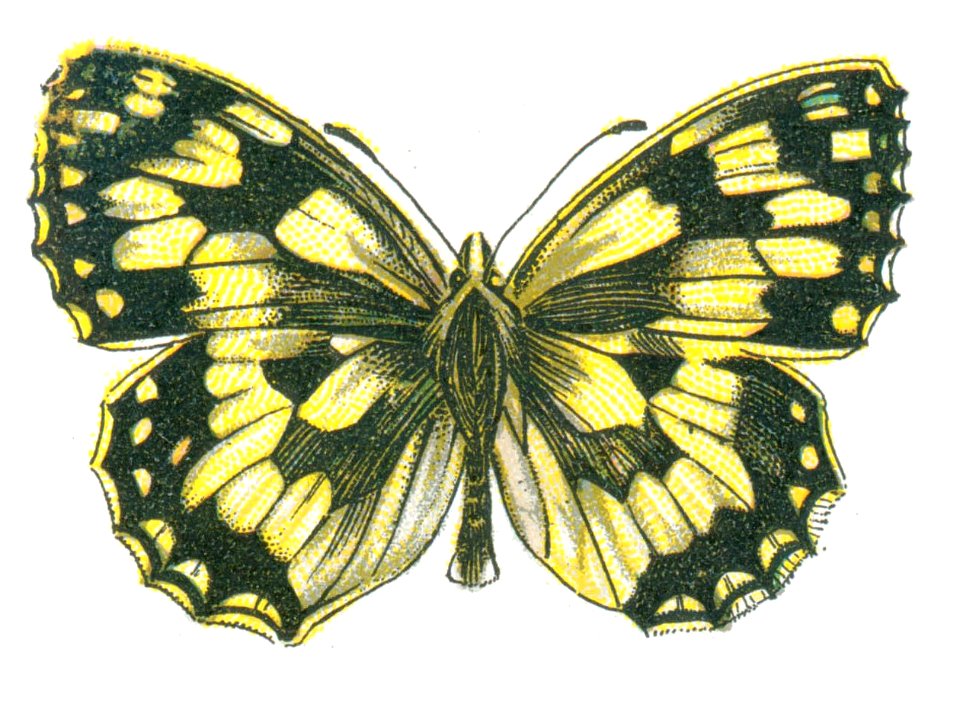 Melanargia galathea Nemos
