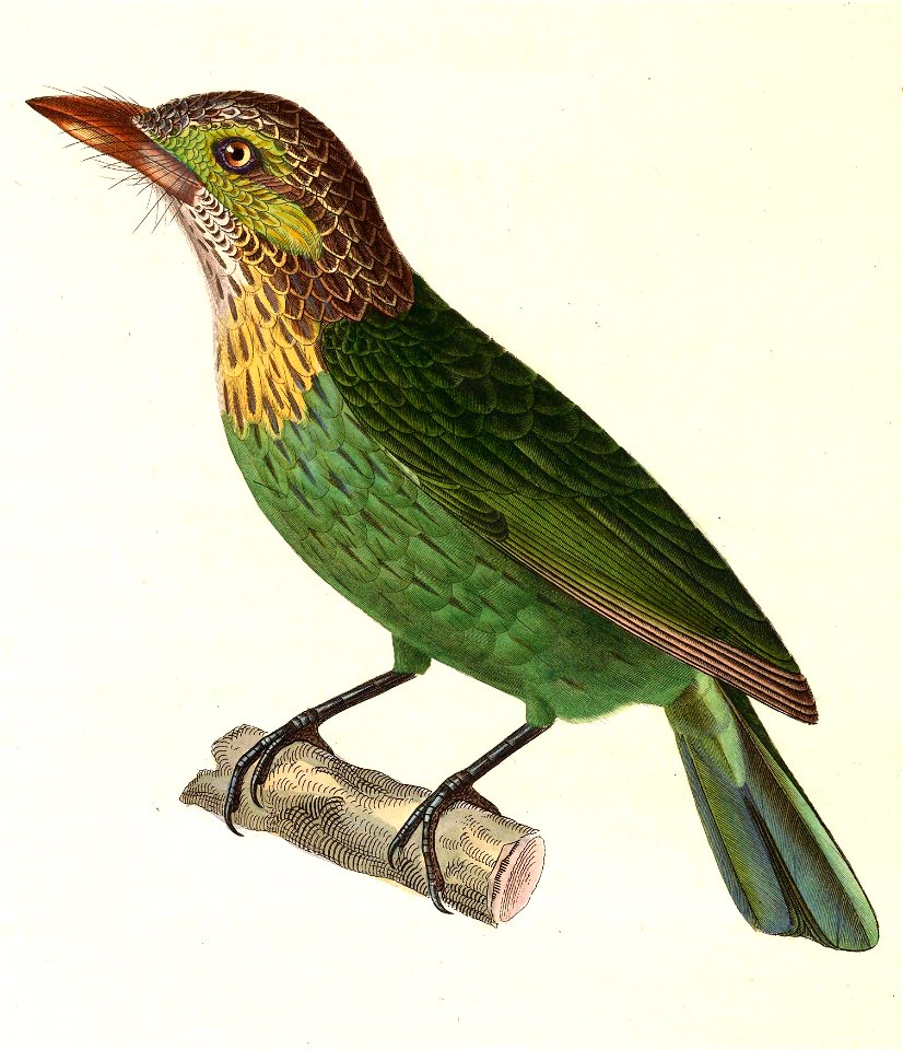 Megalaima faiostricta 1838