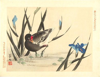 Meerkoet tussen blauwe irissen