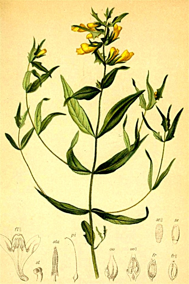 Melampyrum laricetorum Atlas Alpenflora