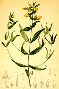 Melampyrum laricetorum Atlas Alpenflora