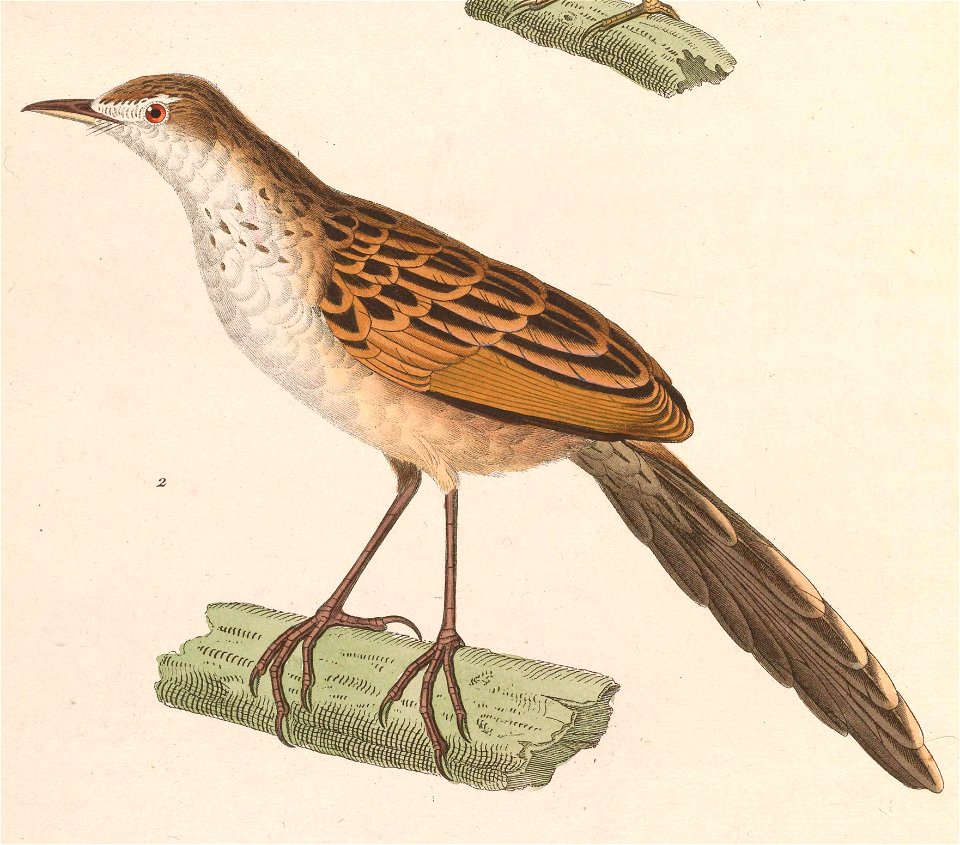 Megalurus palustris palustris 1838