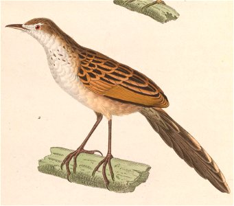 Megalurus palustris palustris 1838