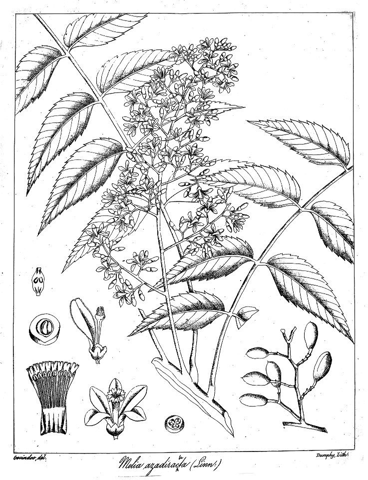 Melia azadirachta Govindoo