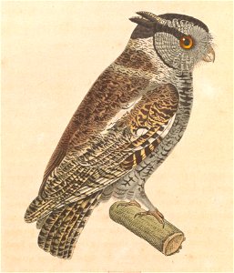 Megascops atricapilla 1838