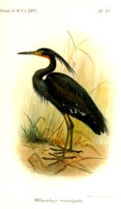 MelanophoyxVinaceigulaSmit