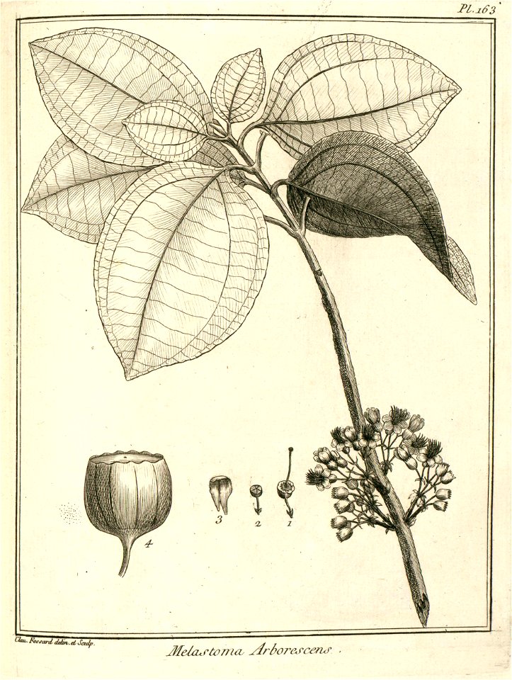 Melastoma arborescens Aublet 1775 pl 163
