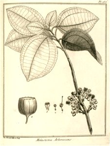 Melastoma arborescens Aublet 1775 pl 163