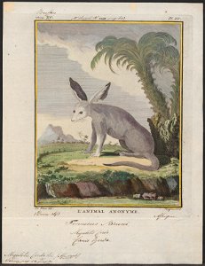 Megalotis cerdo - 1700-1880 - Print - Iconographia Zoologica - Special Collections University of Amsterdam - UBA01 IZ22200425