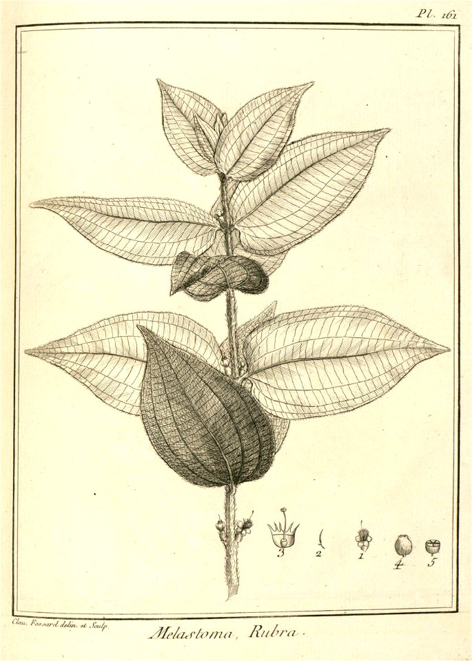 Melastoma rubra Aublet 1775 pl 161