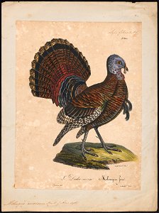 Meleagris americana - 1825-1834 - Print - Iconographia Zoologica - Special Collections University of Amsterdam - UBA01 IZ16900294