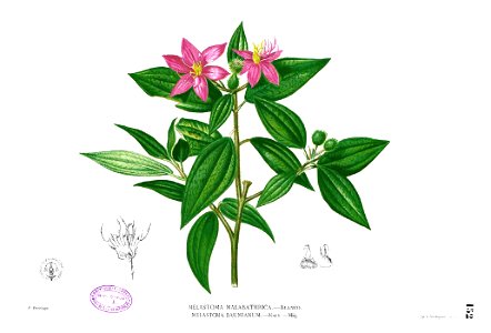 Melastoma sp Blanco1.152