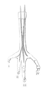 Megalaima asiatica foot 1881