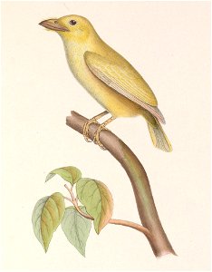 Megalaima haemacephala indica 1849