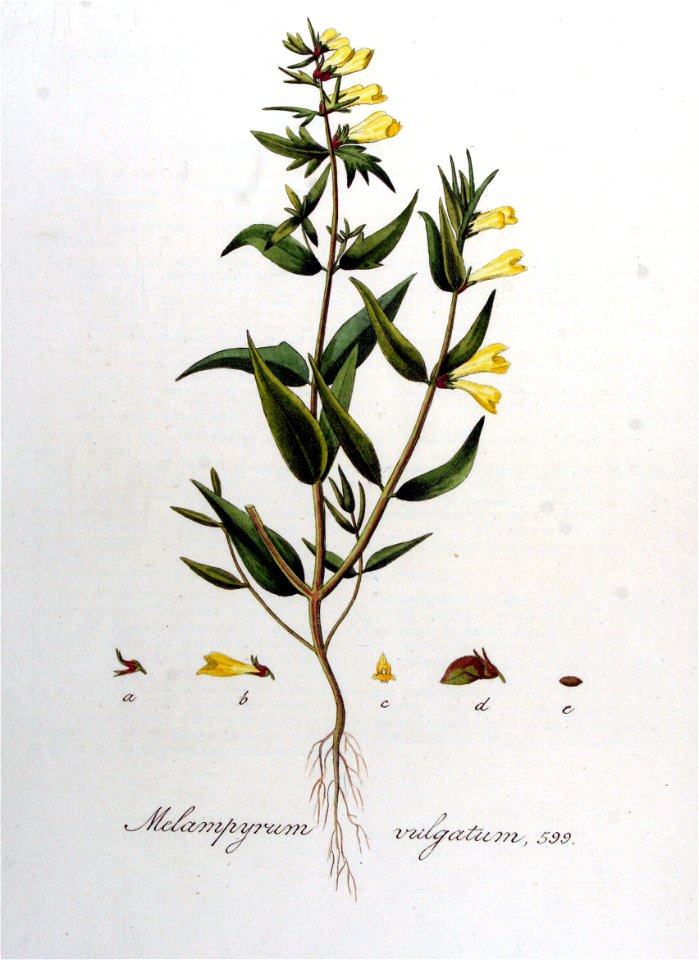 Melampyrum vulgatum — Flora Batava — Volume v8