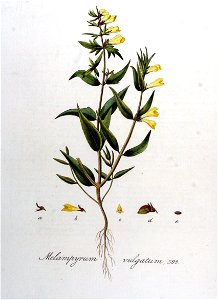 Melampyrum vulgatum — Flora Batava — Volume v8