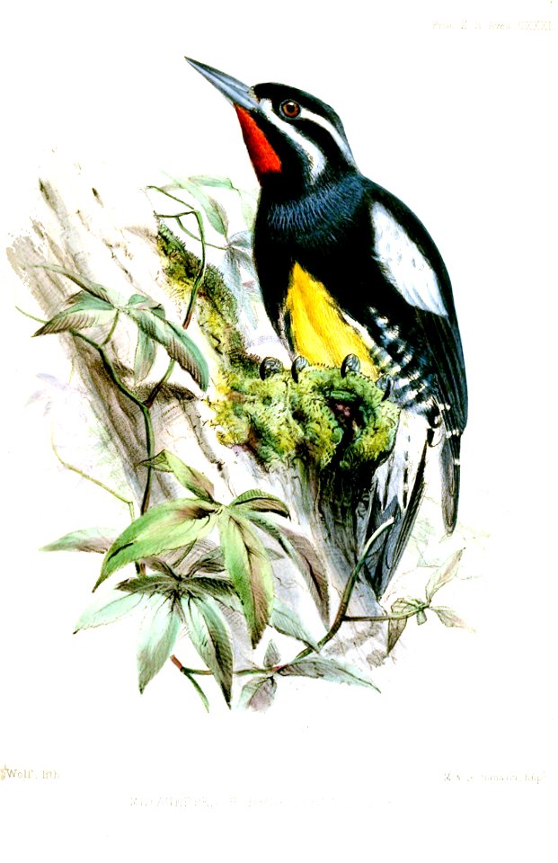 MelanerpesRubrigularisWolf