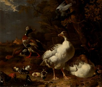 Melchior d' Hondecoeter - Geese and Ducks - 61 - Mauritshuis. Free illustration for personal and commercial use.