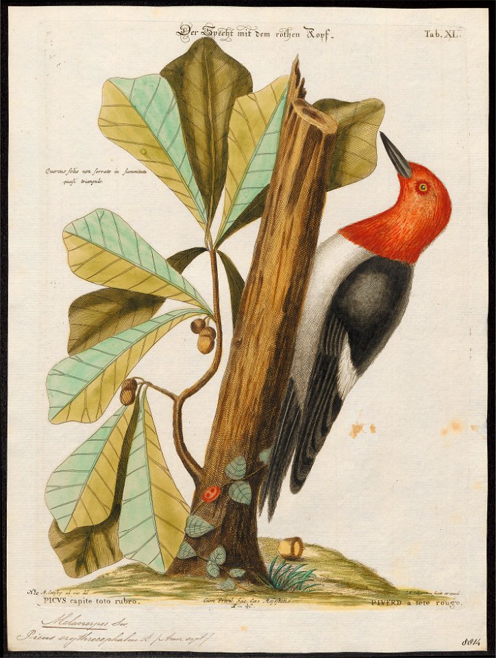 Melanerpes erythrocephalus - 1700-1880 - Print - Iconographia Zoologica - Special Collections University of Amsterdam - UBA01 IZ18700399