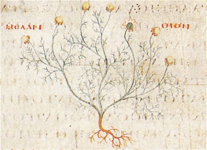 Melanthion