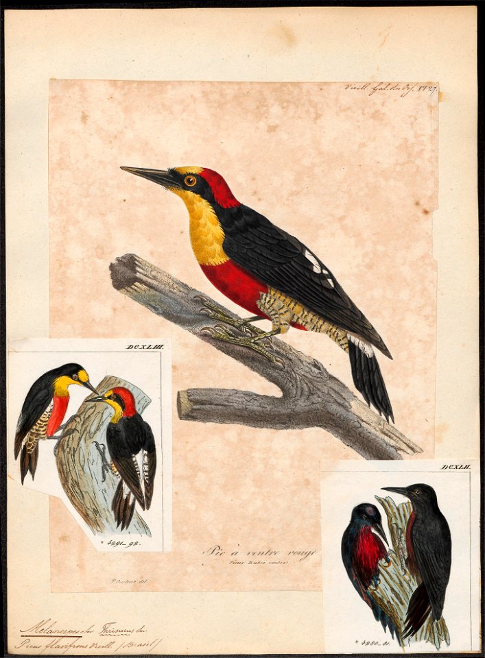 Melanerpes flavifrons - 1825-1834 - Print - Iconographia Zoologica - Special Collections University of Amsterdam - UBA01 IZ18700405