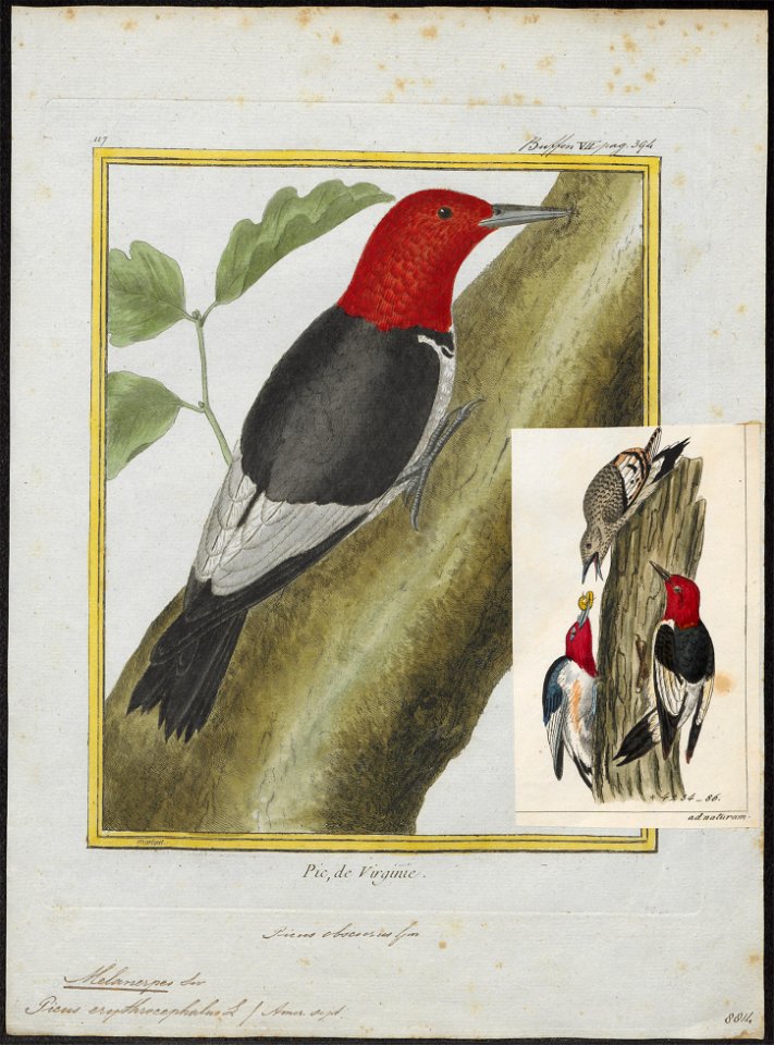 Melanerpes erythrocephalus - 1700-1880 - Print - Iconographia Zoologica - Special Collections University of Amsterdam - UBA01 IZ18700397