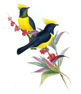 MelanochloraSultaneaGould