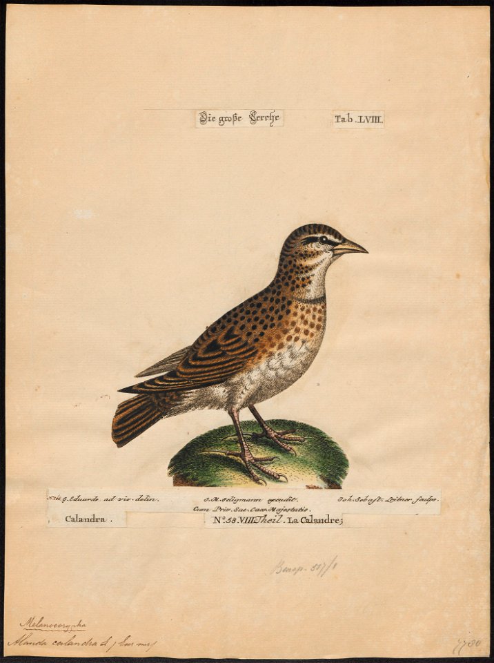 Melanocorypha calandra - 1700-1880 - Print - Iconographia Zoologica - Special Collections University of Amsterdam - UBA01 IZ16100347