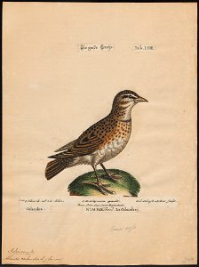 Melanocorypha calandra - 1700-1880 - Print - Iconographia Zoologica - Special Collections University of Amsterdam - UBA01 IZ16100347