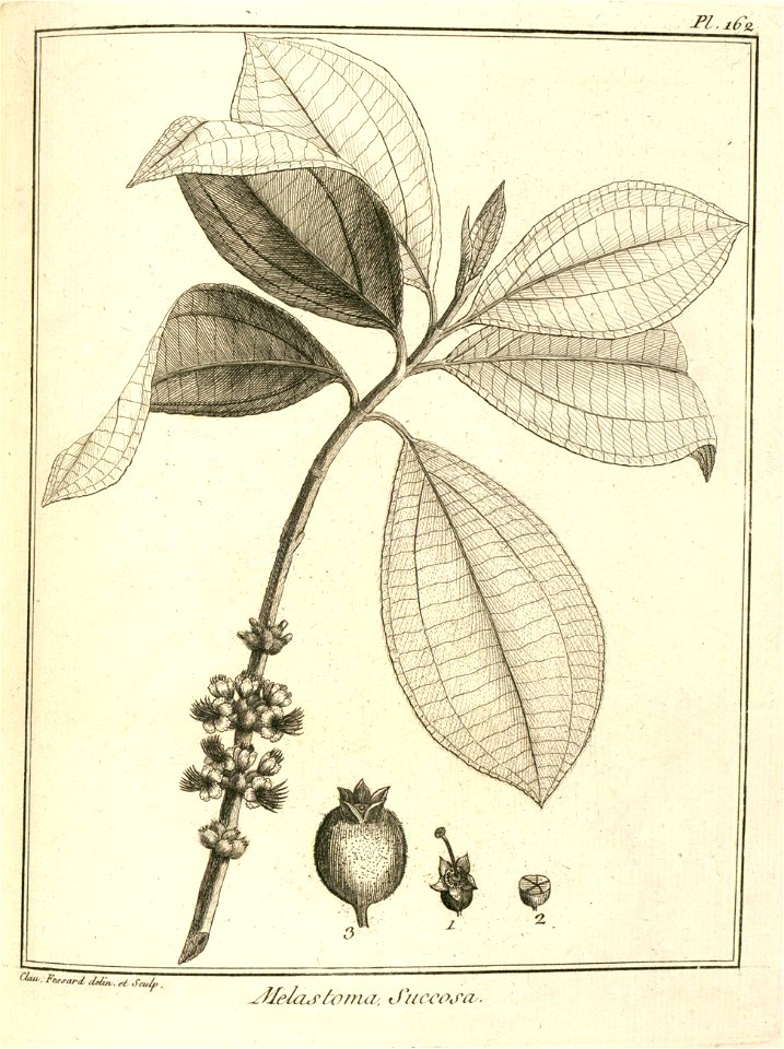 Melastoma succosa Aublet 1775 pl 162