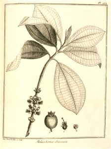 Melastoma succosa Aublet 1775 pl 162