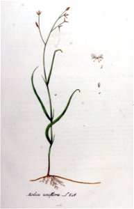 Melica uniflora — Flora Batava — Volume v11
