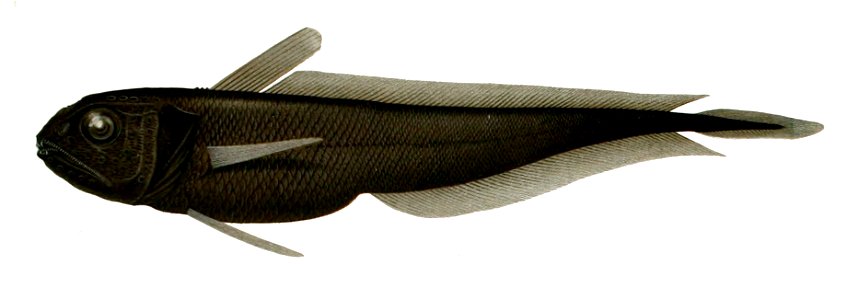 Melanonus gracilis 1