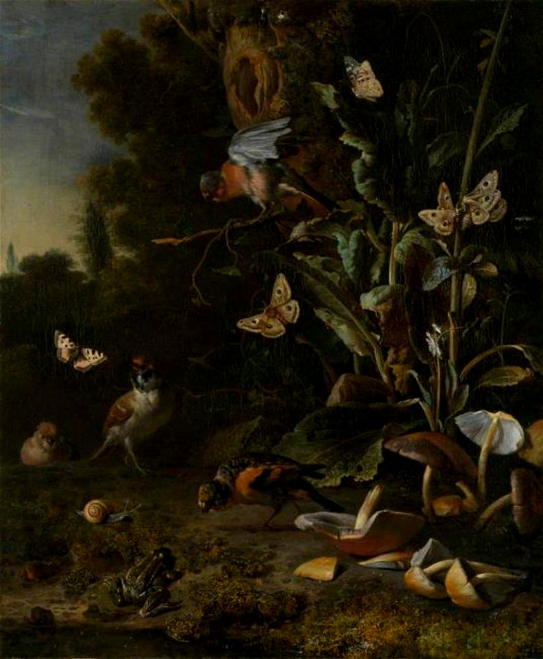 Melchior d' Hondecoeter - Bosstilleven met paddestoelen, vogels, vlinders en een pad - NG1222 - National Gallery. Free illustration for personal and commercial use.