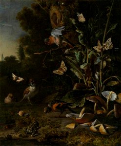 Melchior d' Hondecoeter - Bosstilleven met paddestoelen, vogels, vlinders en een pad - NG1222 - National Gallery